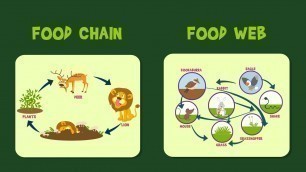 'Food Chain | Food Web | Video for Kids'