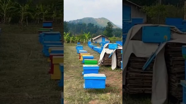 'Honey bee boxes #honey #shorts #youtubeshorts #viral #trending #shortvideo #love #travel #food #vlog'