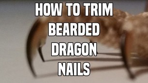 'How to cut your bearded dragons nails 