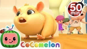 'Lost Hamster Song + More Nursery Rhymes & Kids Songs - CoComelon'