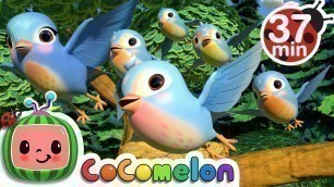 'Five Little Birds 3 + More Nursery Rhymes & Kids Songs - CoComelon'