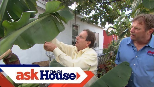 'How to Control Tropical Pests | Ask This Old House'