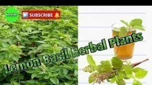 'Basil health benefits | herbsMO'