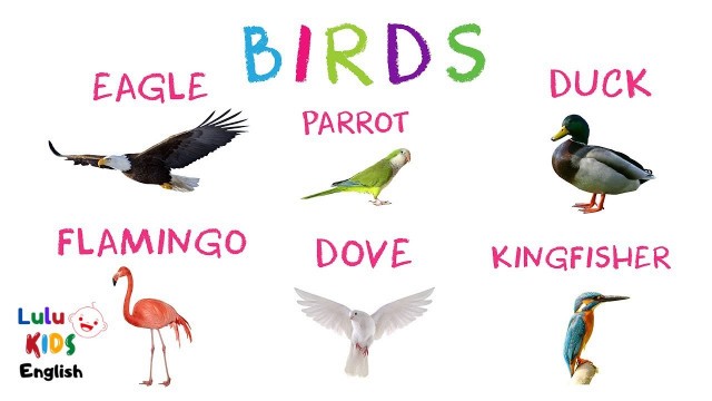 'Birds | Lulu kids Tv English'
