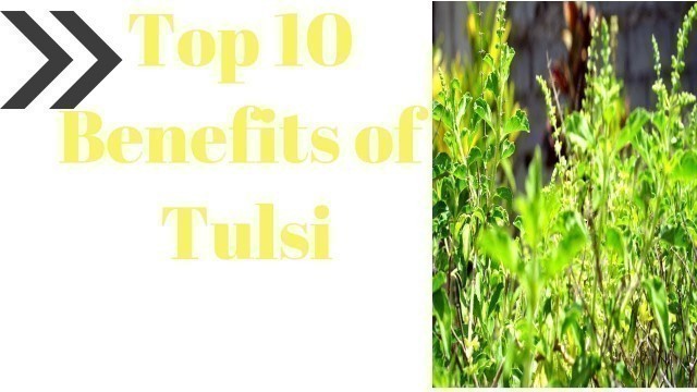 'Top 10 Benefits of Tulsi  - Health benefits of Tulsi ( Holy Basil ) - Holy Basil - Tulsi - Ayurveda'