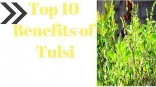 'Top 10 Benefits of Tulsi  - Health benefits of Tulsi ( Holy Basil ) - Holy Basil - Tulsi - Ayurveda'