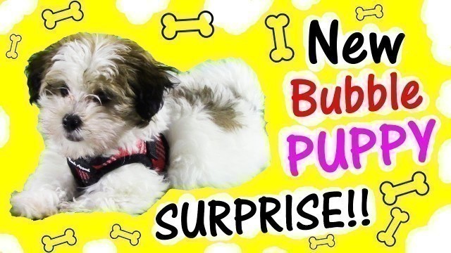 'My New SURPRISE PUPPY! BEST PRESENT EVER!! Is it a BOY or GIRL? SO CUTE! BubblePOP Kids FUN'