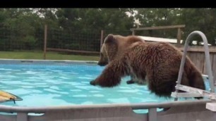 'Bear Swims Just Like a Kid and Loves to Belly Flop into Pool'