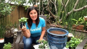 'Transplanting Tips for Your Garden'