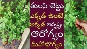 'తులసి ఎక్కడ ఉంటె  అక్కడ  అదృష్టం  ఆరోగ్యం||Amazing Health Benefits of Holy Basil'