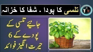 'tulsi ke fayde / tulsi ke patte ke fayde / basil benefits in urdu'