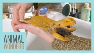 'Keeping A Bearded Dragon Healthy | Femoral Pores |'