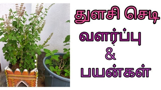 'துளசி செடி வளர்ப்பு மற்றும் துளசி செடியின் பயன்கள்,/health benefits of thulasi/basil in tamil'