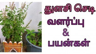 'துளசி செடி வளர்ப்பு மற்றும் துளசி செடியின் பயன்கள்,/health benefits of thulasi/basil in tamil'