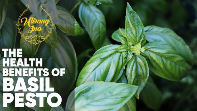 '✨The Health Benefits of Basil Pesto | Home Garden | Healthy Tips'