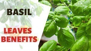 'BASIL LEAVES BENEFITS | Cardiovascular Health, Immune Booster, Balance Mood, Fight Depression'