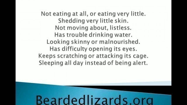 'bearded Dragons Care (Bearded Lizards)'