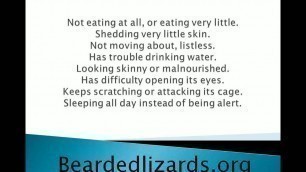 'bearded Dragons Care (Bearded Lizards)'