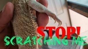 'Clipping Bearded Dragon Nails'