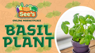 'Basil Plant Health Benefits │See\'s Marketplace'