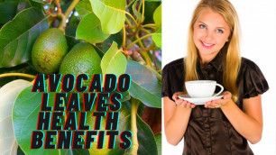 '16 Health Benefits of Avocado Leaves'