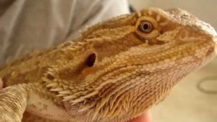 'How to Trim Bearded Dragon Nails'