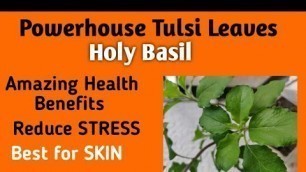 'Healthy Benefits of TULSI Leaves (Holy Basil) & Reduce STRESS with Skin Glow'