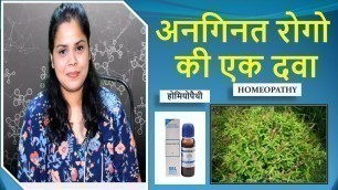 'Health Benefits of Tulsi (Indian Holy Basil)||OCIMUM SANCTUM Q||Homeopathic Medicine'