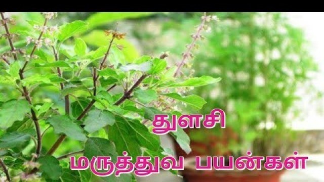 'துளசியின் மருத்துவ பயன்கள் | Medicinal Benefits of Tulasi | Basil Benefits'