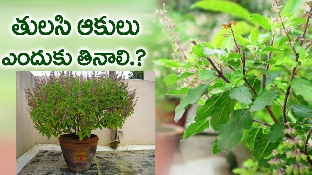 'అసలు తులసి ఆకులు ఎందుకు తినాలి.? Basil Leaves Health Benefits in Telugu | Tulasi Chettu | Holy Basil'