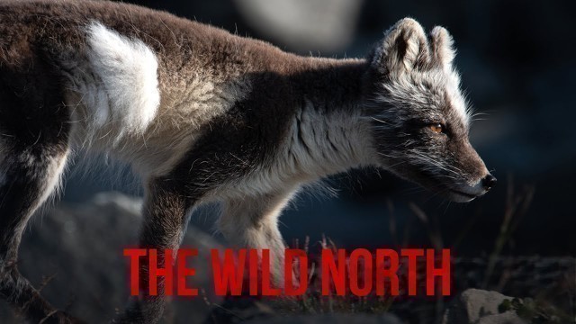 THE WILD NORTH Trailer || Muskox, Arctic Fox, & Grand Landscape