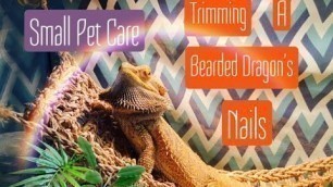 'Small Pet Care: Clipping a Bearded Dragon\'s nails'