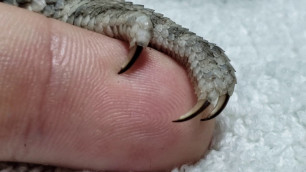 'Trimming Bearded Dragon Nails!!! How To!'