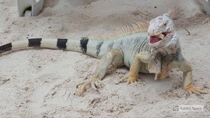 Aruba Travel Guide Highlights