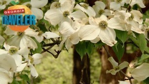 Piedmont Park and the Atlanta Dogwood Festival | Travel Tales