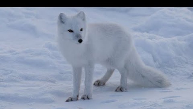 Fitting place for an arctic fox