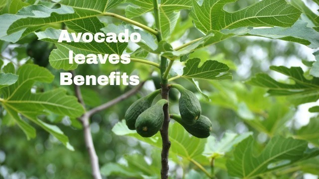 'Health Benefits of Avocado Leaves'