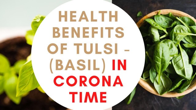 'HEALTH BENEFITS WITH TULASI (BASIL) AT THIS PANIC CORONA TIME'