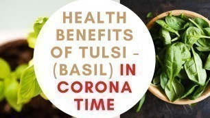 'HEALTH BENEFITS WITH TULASI (BASIL) AT THIS PANIC CORONA TIME'