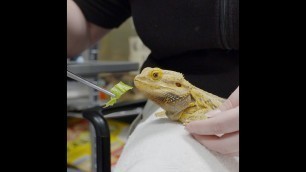 'Bearded Dragon Nail Trims at the National Aquarium'