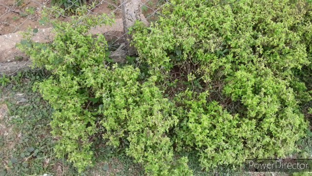 'THULASI HEALTH BENEFITS- HOLY BASIL'