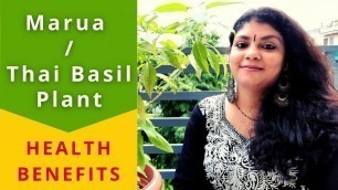 'Marua / Thai Basil Plant | Health Benefits | Kamal Sehgal Sood'