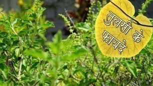 'तुलसी के फायदे | Health Benefits of Basil Leaves | Irregular periods home remedies | Tulsi ke fayde'