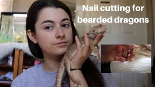 'HOW TO CUT YOUR BEARDED DRAGONS NAILS'