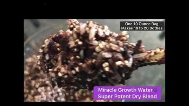 'Miracle Growth Water aka ENHANCED RICE WATER IS BACK AND BETTER THAN EVER'