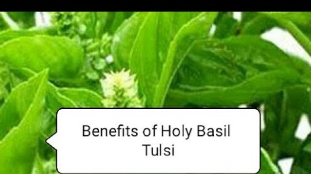 '#Holybasil #Tulsi #Organic  Health Benefits of Tulsi Holy Basil'