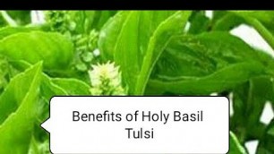 '#Holybasil #Tulsi #Organic  Health Benefits of Tulsi Holy Basil'