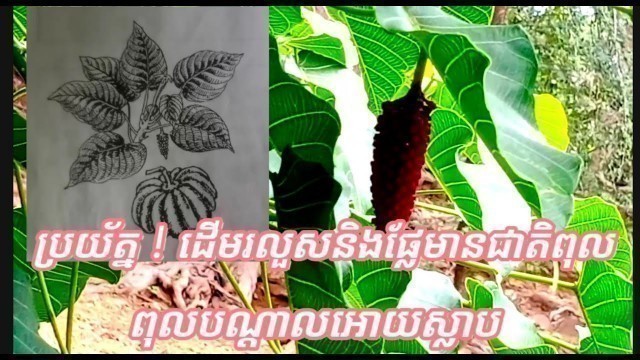 '#Kh Medication plant and health#ដើមរលួសធំនិងផ្លែរលួសមានជាតិពុលបណ្តាលអោយគ្រោះថ្នាក់'