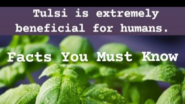 'Magical Benefits of Tulsi !!  Facts You Must Know About Holy Basil❤ #tulsi #holybasil #healthbenefit'