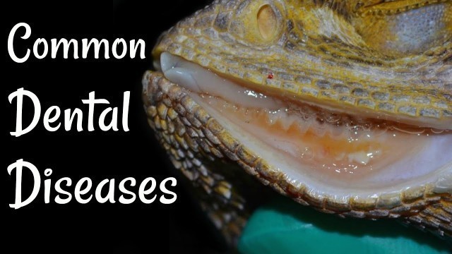 'Dental Care for Bearded Dragons'